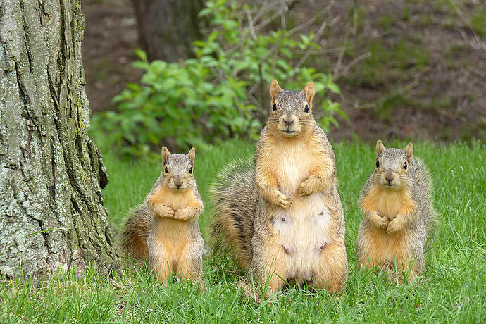 squirrel-family-rasa-lazauskaite