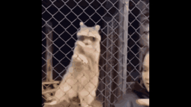 Raccoon Standing on Hind Legs at Fence