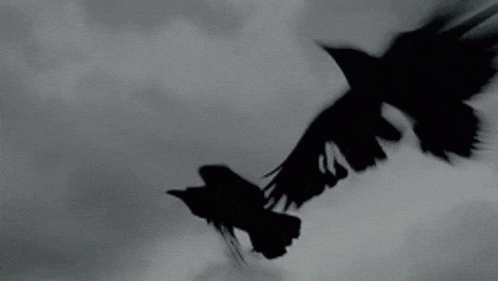 Crow GIF - Crow - Discover & Share GIFs