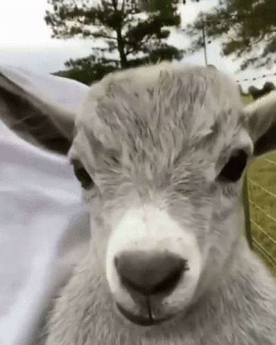 Goat GIF - Goat - Discover & Share GIFs