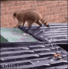 Jump Raccoon GIFs  Tenor
