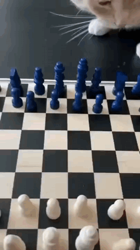 Clever Cat Plays Chess