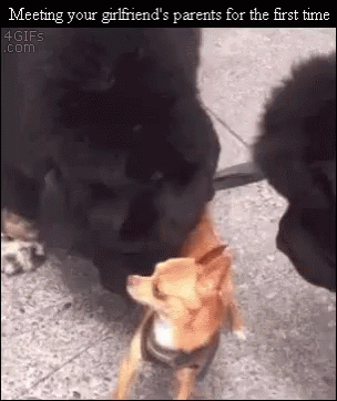 Dramatic Chihuahua GIF - Dramatic Chihuahua Girlfriends - Discover & Share...