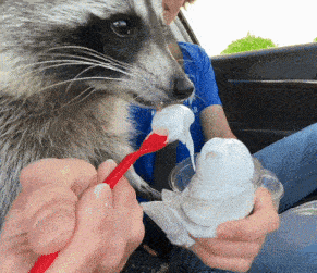 Icecream Ice Cream GIF - Icecream Ice cream Treat - Discover & Share GIFs