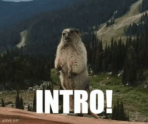 Intro Marmot GIF - Intro Marmot - Discover & Share GIFs
