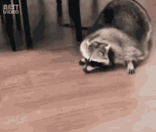 Sneaky Raccoon GIFs  Tenor
