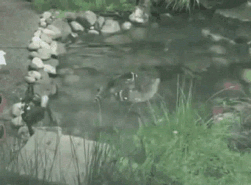 Raccoon Swimming in Pond