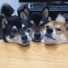 Doggo Doggy GIF - Doggo Dog Doggy - Discover & Share GIFs