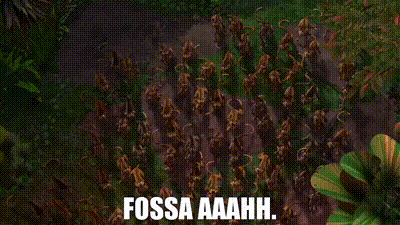 madagascar fossa aaah