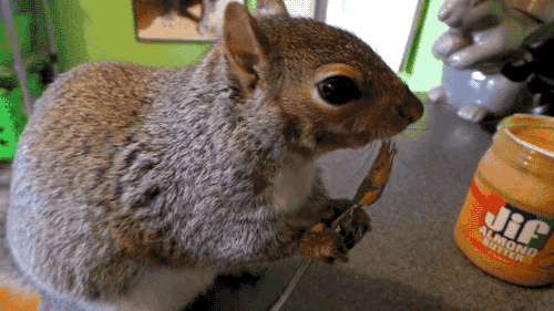 squirrel-eating-peanut-butter-czbhjdt1ezkho1z9