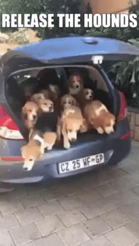 Beagles Release The Hounds GIF - Beagles Release The Hounds Dogs - Discover &...
