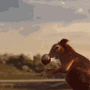 Squirrel Playing with an Acorn