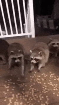 Cookie Raccoon GIFs - Find & Share on GIPHY